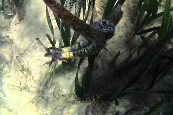 Kraken 24 at